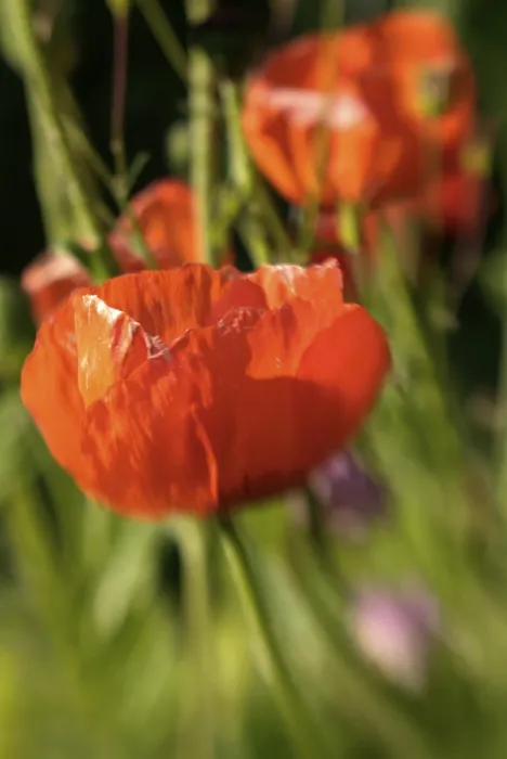 Gerahmter Druck : Kornblume Gerahmter Druck : Kornblume
