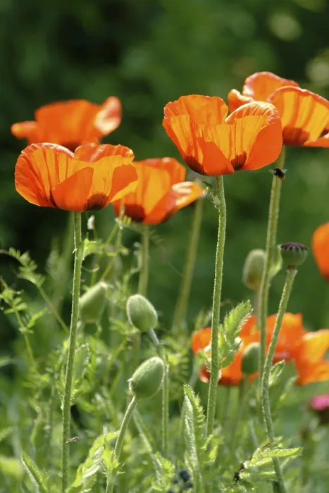 Gerahmter Druck : Mohnblume Gerahmter Druck : Mohnblume