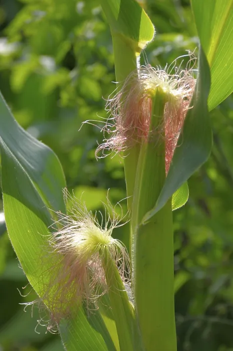 Gerahmter Druck : Mais (Zea mays) Gerahmter Druck : Mais (Zea mays)