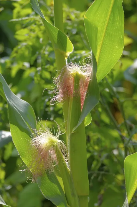 Gerahmter Druck : Mais (Zea mays) Gerahmter Druck : Mais (Zea mays)