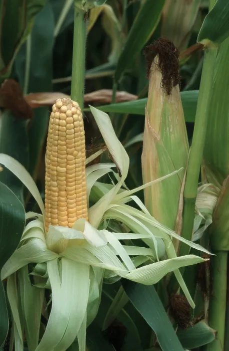 Gerahmter Druck : Kornähren (Zea mays) Gerahmter Druck : Kornähren (Zea mays)