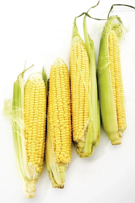 Gerahmter Druck : Vier Maiskolben (Zea mays) Gerahmter Druck : Vier Maiskolben (Zea mays)
