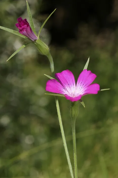 Gerahmter Druck : Kornblume (Agrostemma githago) Gerahmter Druck : Kornblume (Agrostemma githago)