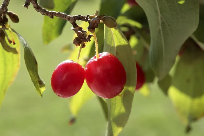 Gerahmter Druck : Kornelkirsche (Cornus mas)