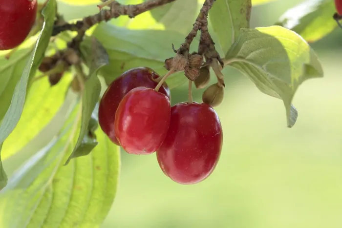 Gerahmter Druck : Kornelkirsche (Cornus mas) Gerahmter Druck : Kornelkirsche (Cornus mas)