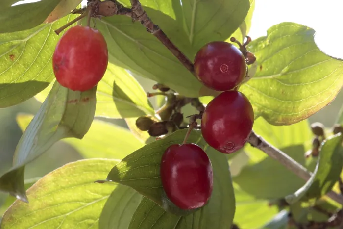 Gerahmter Druck : Kornelkirsche (Cornus mas) Gerahmter Druck : Kornelkirsche (Cornus mas)