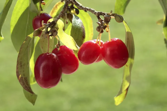 Gerahmter Druck : Cornelkirsche (Cornus mas) Gerahmter Druck : Cornelkirsche (Cornus mas)