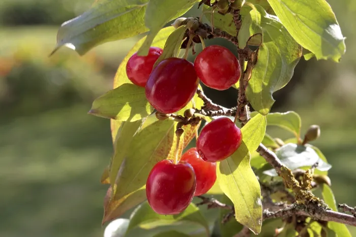 Gerahmter Druck : Kornelkirsche (Cornus mas) Gerahmter Druck : Kornelkirsche (Cornus mas)