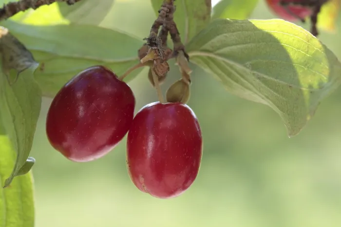 Gerahmter Druck : Kornelkirsche (Cornus mas) Gerahmter Druck : Kornelkirsche (Cornus mas)