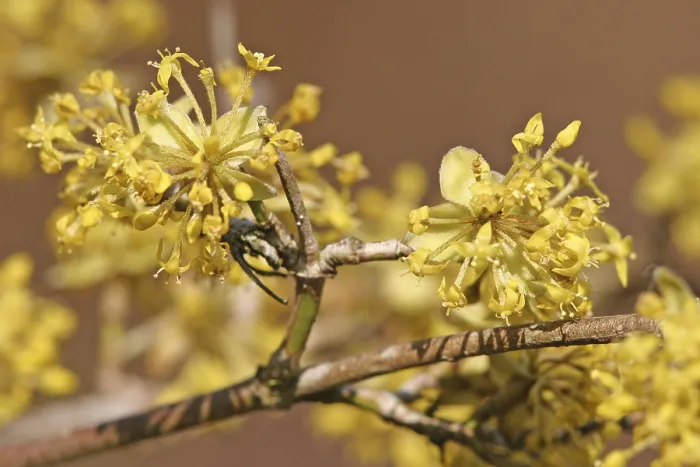 Gerahmter Druck : Kornelkirsche (Cornus mas) in Blüte. Gerahmter Druck : Kornelkirsche (Cornus mas) in Blüte.