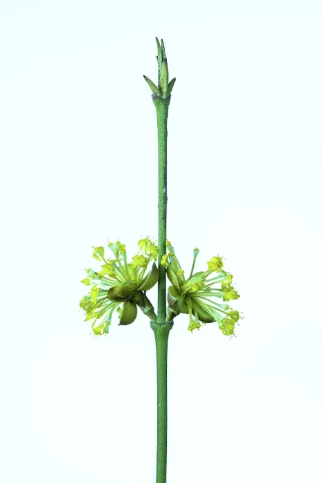 Gerahmter Druck : Kornelkirsche (Cornus mas), geknickt. Gerahmter Druck : Kornelkirsche (Cornus mas), geknickt.