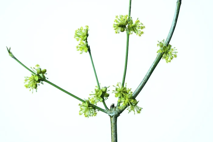 Gerahmter Druck : Cornelier-Kirsche (Cornus mas), geknickt. Gerahmter Druck : Cornelier-Kirsche (Cornus mas), geknickt.