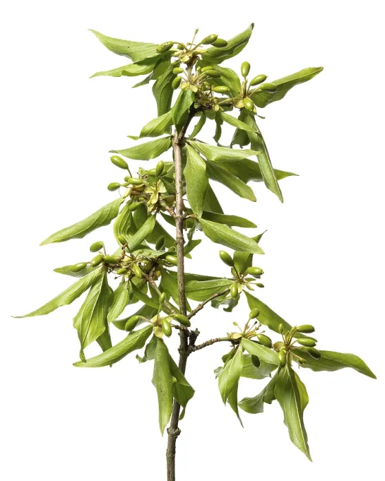 Gerahmter Druck : Kornelkirsche (Cornus mas), Strauch. Gerahmter Druck : Kornelkirsche (Cornus mas), Strauch.