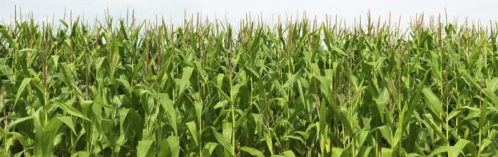 Gerahmter Druck : Cornfield