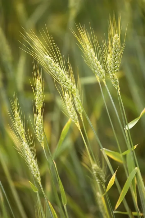 Gerahmter Druck : Cornfield Gerahmter Druck : Cornfield
