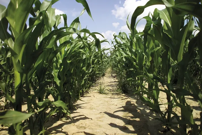 Gerahmter Druck : Cornfield Gerahmter Druck : Cornfield