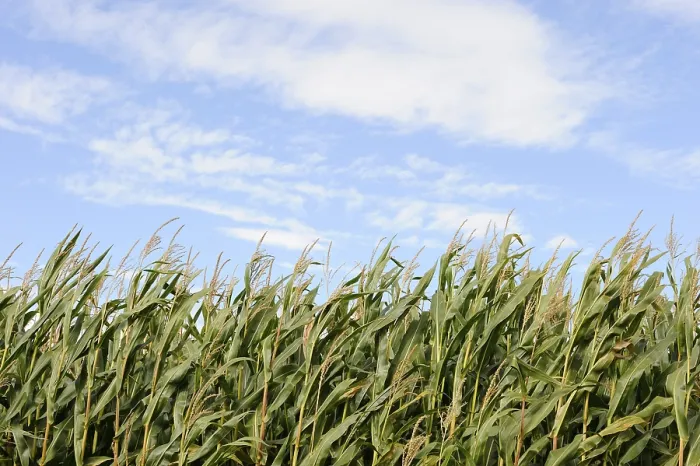 Gerahmter Druck : Cornfield Gerahmter Druck : Cornfield
