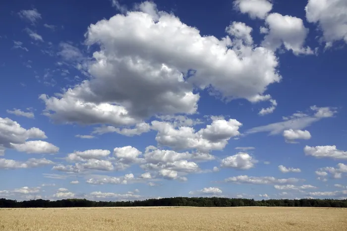 Gerahmter Druck : Maisfeld mit Wolken. Gerahmter Druck : Maisfeld mit Wolken.