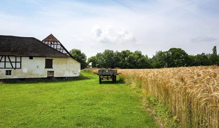 Gerahmter Druck : Maisfeld und das Feld neben einem Bauernhof. Gerahmter Druck : Maisfeld und das Feld neben einem Bauernhof.