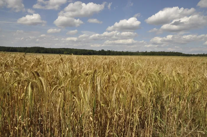 Gerahmter Druck : Maisfeld, Feld, Getreide, Felder Gerahmter Druck : Maisfeld, Feld, Getreide, Felder