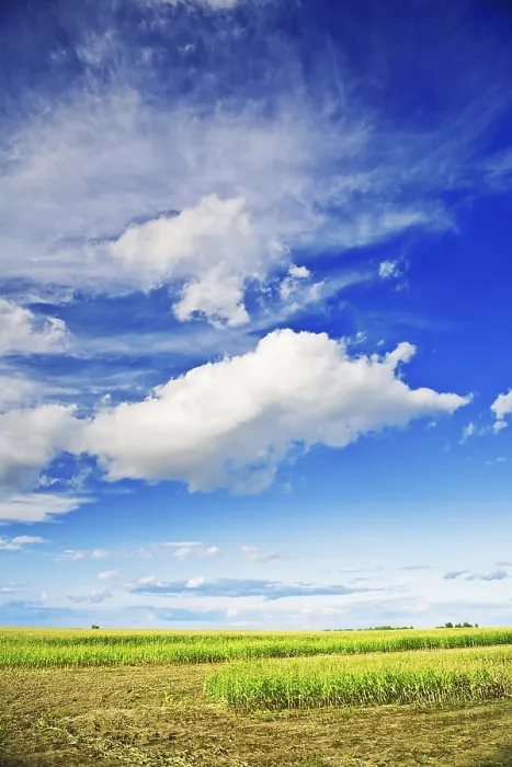 Gerahmter Druck : Ackerfeld mit Mais und Himmel Gerahmter Druck : Ackerfeld mit Mais und Himmel