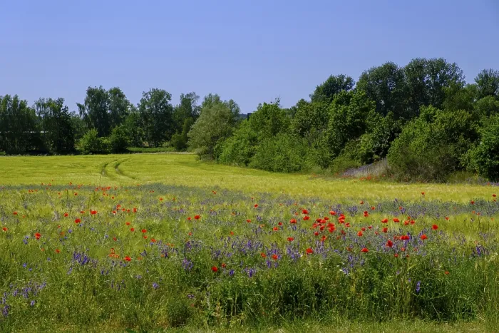 Gerahmter Druck : Getreidefelder in Blüte bei Beelitz. Gerahmter Druck : Getreidefelder in Blüte bei Beelitz.