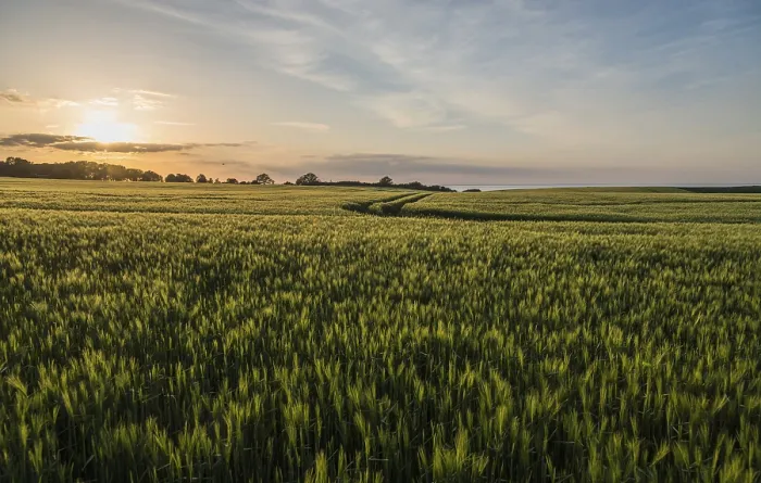 Gerahmter Druck : Getreidefelder am Abend, Ostsee im Hintergrund. Gerahmter Druck : Getreidefelder am Abend, Ostsee im Hintergrund.
