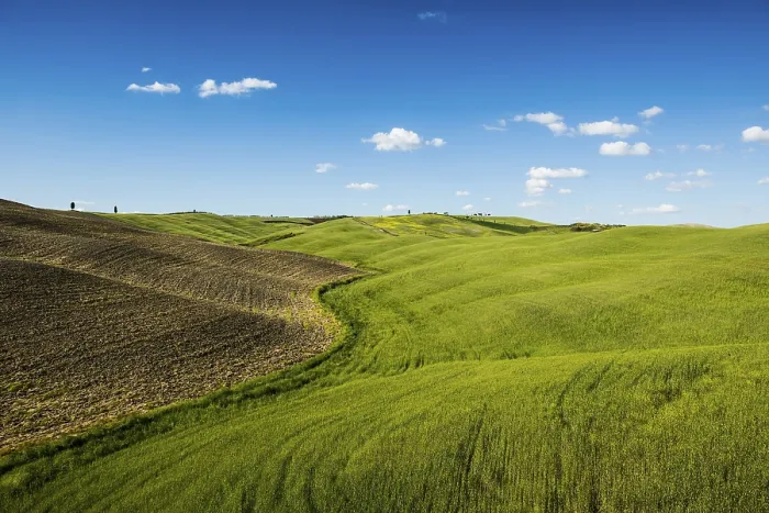 Gerahmter Druck : Getreidefelder bei San Quirico d'Orcia Gerahmter Druck : Getreidefelder bei San Quirico d'Orcia