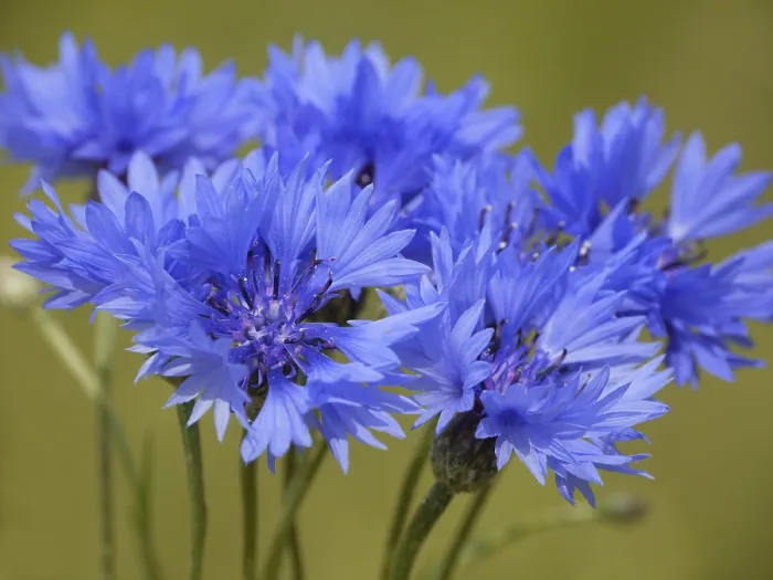 Gerahmter Druck : Cornflower Gerahmter Druck : Cornflower