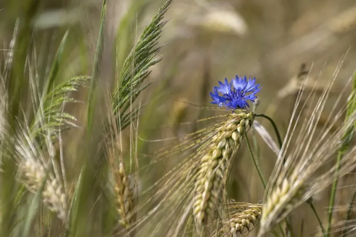 Gerahmter Druck : Kornblume (Centaurea cyanus) und Körner. Gerahmter Druck : Kornblume (Centaurea cyanus) und Körner.