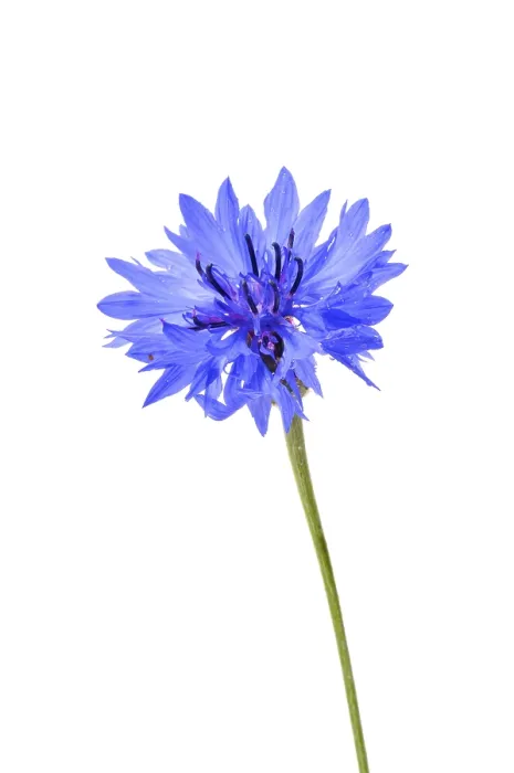 Gerahmter Druck : Blauer Kornblume (Centaurea cyanus) Gerahmter Druck : Blauer Kornblume (Centaurea cyanus)