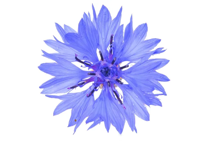 Gerahmter Druck : Kornblume (Centaurea cyanus) Gerahmter Druck : Kornblume (Centaurea cyanus)
