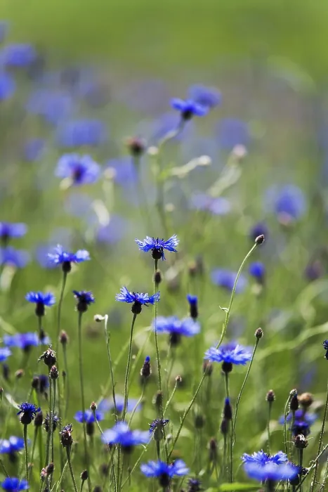 Gerahmter Druck : Kornblume (Centaurea cyanus) Gerahmter Druck : Kornblume (Centaurea cyanus)