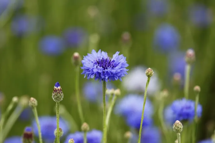 Gerahmter Druck : Kornblume (Centaurea cyanus) Gerahmter Druck : Kornblume (Centaurea cyanus)