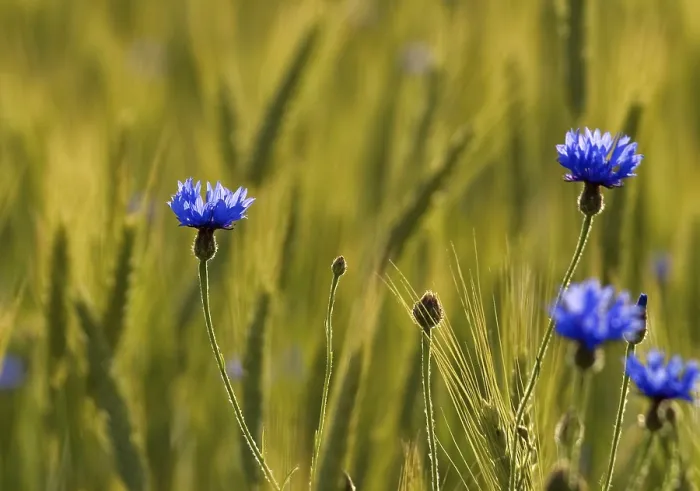 Gerahmter Druck : Kornblume (Centaurea cyanus) in einem Getreidefeld. Gerahmter Druck : Kornblume (Centaurea cyanus) in einem Getreidefeld.