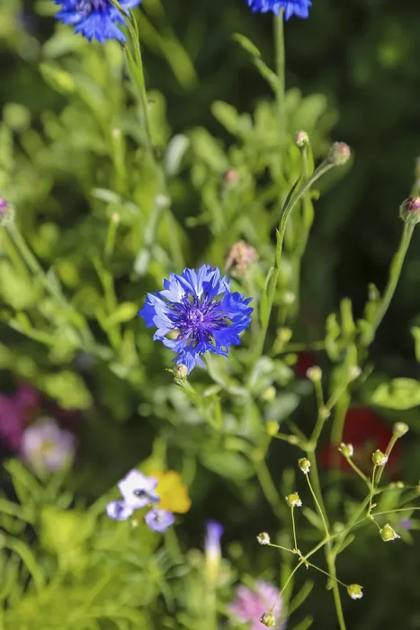 Gerahmter Druck : Kornblume (Centaurea cyanus), zyan. Gerahmter Druck : Kornblume (Centaurea cyanus), zyan.