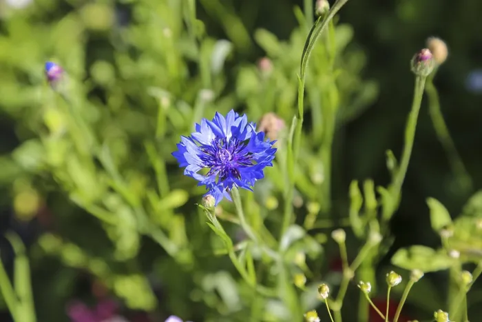 Gerahmter Druck : Blumenkohl (Centaurea cyanus), zyan. Gerahmter Druck : Blumenkohl (Centaurea cyanus), zyan.