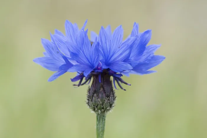 Gerahmter Druck : Kornblume (Centaurea cyanus), Emsland Gerahmter Druck : Kornblume (Centaurea cyanus), Emsland