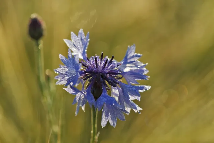 Gerahmter Druck : Kornblume (Centaurea cyanus), voller Blüte. Gerahmter Druck : Kornblume (Centaurea cyanus), voller Blüte.
