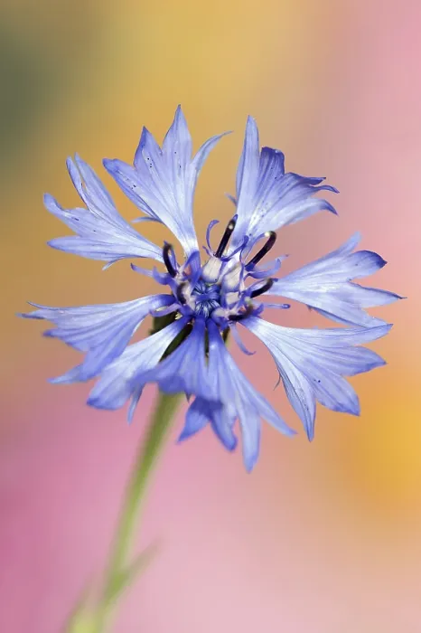 Gerahmter Druck : Kornblume (Centaurea cyanus), Blüte. Gerahmter Druck : Kornblume (Centaurea cyanus), Blüte.