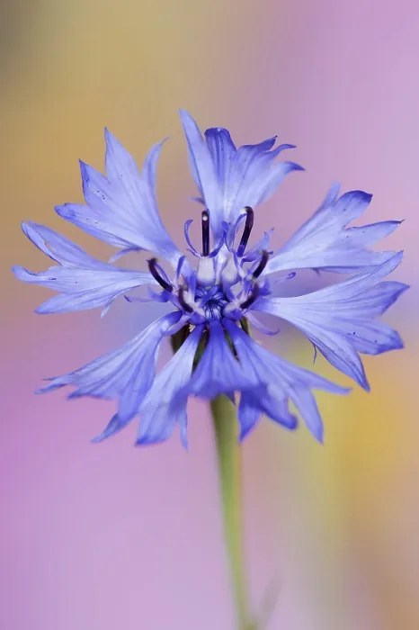 Gerahmter Druck : Blumenkornblume (Centaurea cyanus), Blüte. Gerahmter Druck : Blumenkornblume (Centaurea cyanus), Blüte.