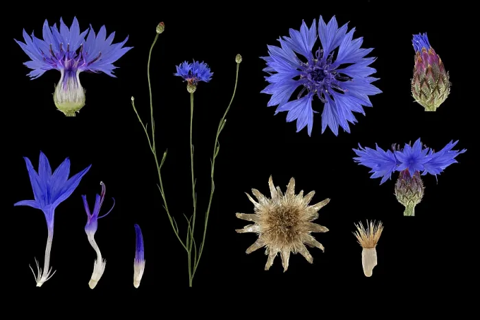 Gerahmter Druck : Kornblume (Centaurea cyanus), Blüte. Gerahmter Druck : Kornblume (Centaurea cyanus), Blüte.