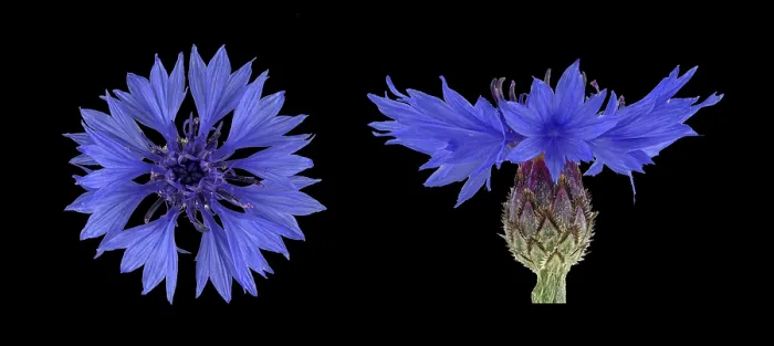 Gerahmter Druck : Kornblume (Centaurea cyanus), Blüte. Gerahmter Druck : Kornblume (Centaurea cyanus), Blüte.