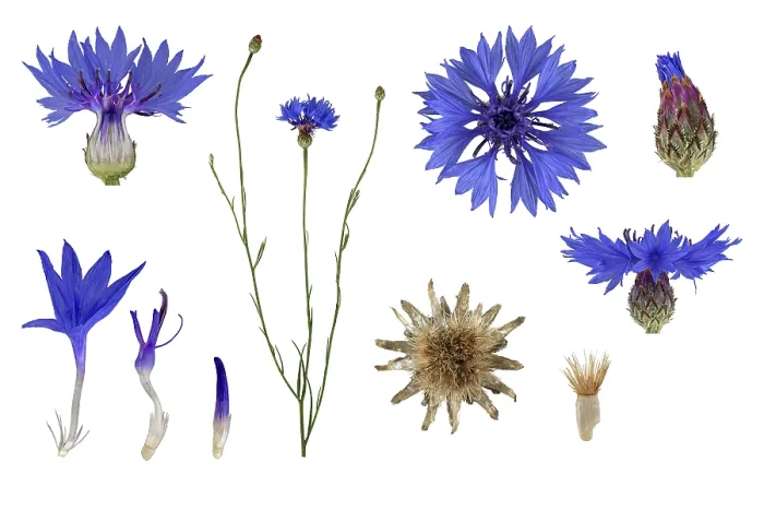 Gerahmter Druck : Kornblume (Centaurea cyanus), Blüte. Gerahmter Druck : Kornblume (Centaurea cyanus), Blüte.