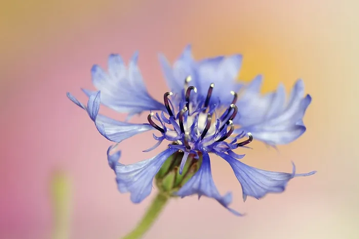 Gerahmter Druck : Kornblume (Centaurea cyanus), Blüte. Gerahmter Druck : Kornblume (Centaurea cyanus), Blüte.