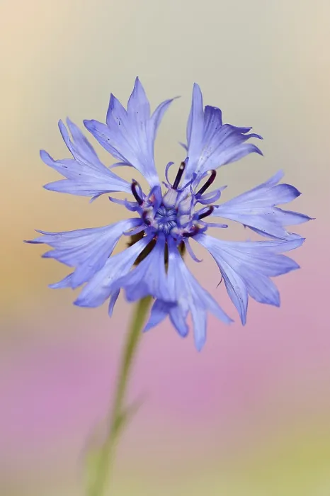 Gerahmter Druck : Kornblume (Centaurea cyanus), Blüte. Gerahmter Druck : Kornblume (Centaurea cyanus), Blüte.