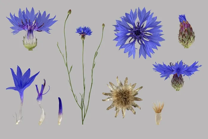 Gerahmter Druck : Kornblume (Centaurea cyanus), Blüte. Gerahmter Druck : Kornblume (Centaurea cyanus), Blüte.
