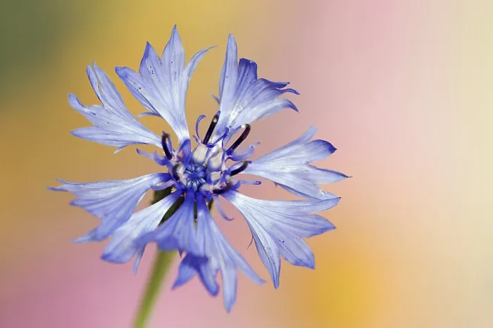 Gerahmter Druck : Kornblume (Centaurea cyanus), Blüte. Gerahmter Druck : Kornblume (Centaurea cyanus), Blüte.
