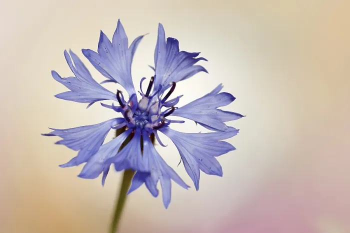Gerahmter Druck : Kornblume (Centaurea cyanus), Blüte. Gerahmter Druck : Kornblume (Centaurea cyanus), Blüte.