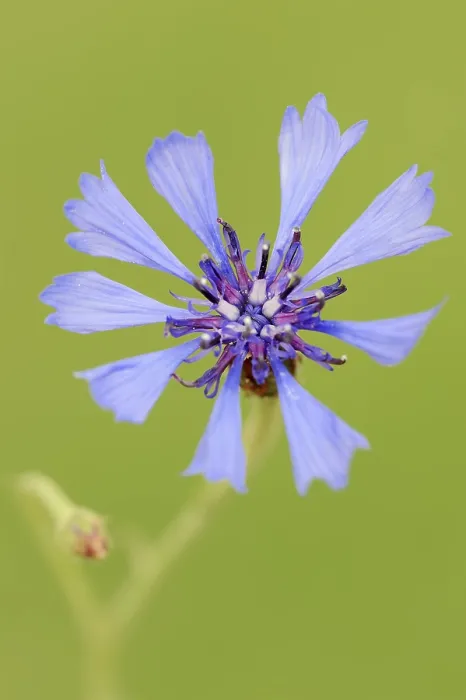 Gerahmter Druck : Blumenkornblume (Centaurea cyanus), Blüte. Gerahmter Druck : Blumenkornblume (Centaurea cyanus), Blüte.